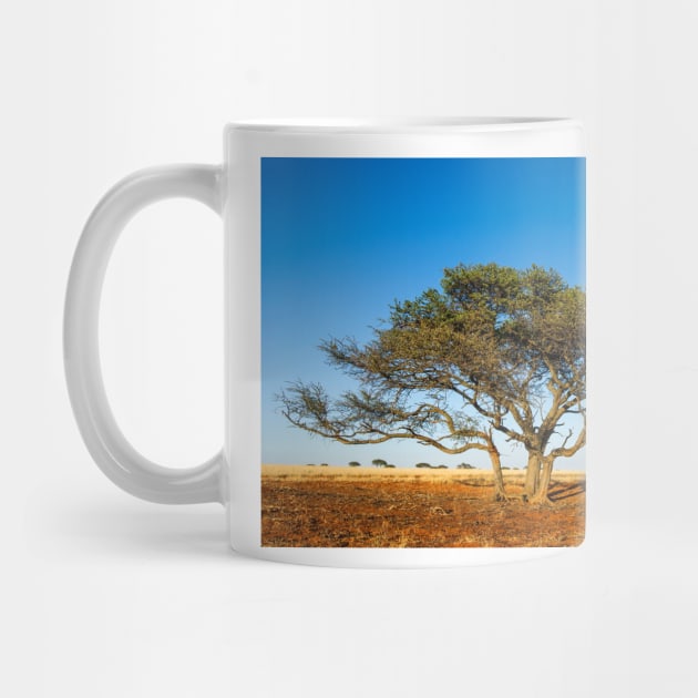 Camel thorn acacia tree in the Kalahari (C021/1700) by SciencePhoto